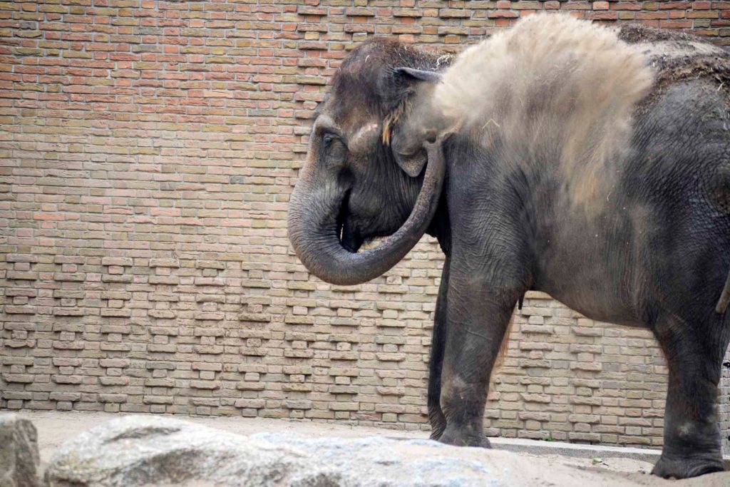 (E) El zoo de Berlín, uno de los más importantes del&nbsp;mundo