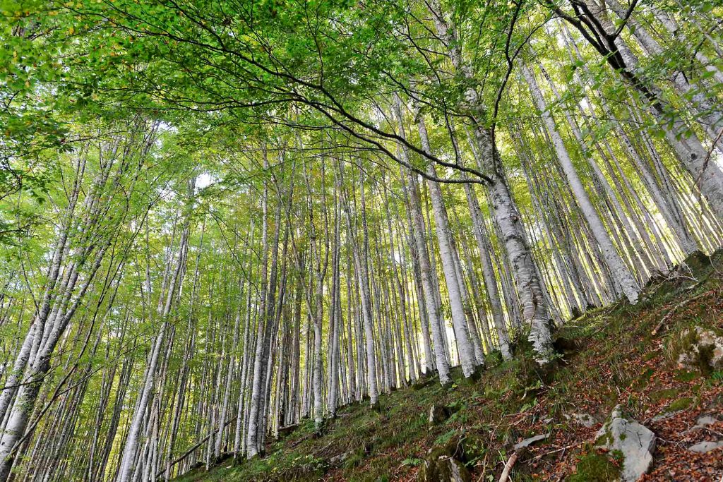 (L) La Selva del Irati, el segundo mayor bosque de hayas y abetos de&nbsp;Europa