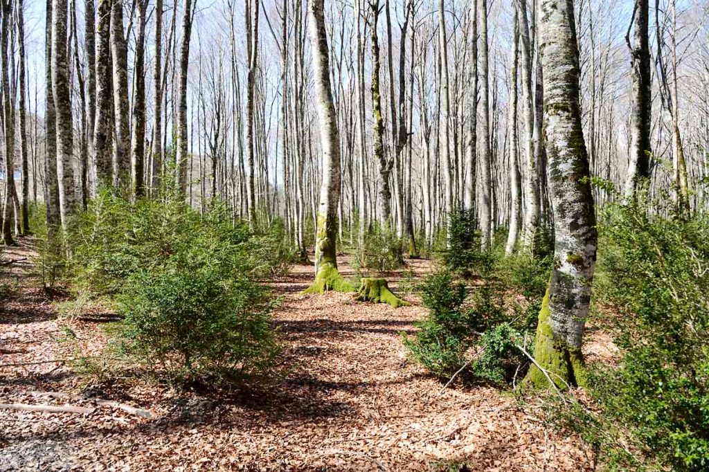 Ruta por la Mata de Haya, en el valle de Belagua&nbsp;(Navarra)