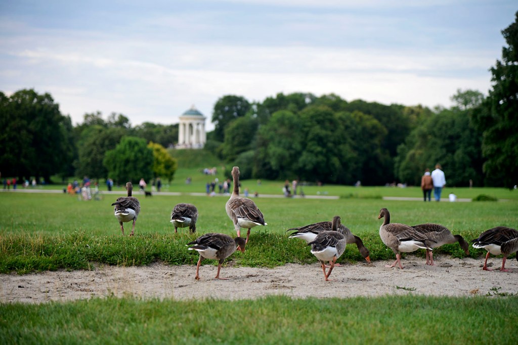 (E) El Jardín Inglés de Múnich, entre los parques urbanos más grandes del&nbsp;mundo
