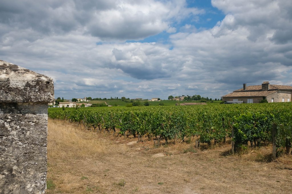 (T) Saint-Émilion, piedra caliza y mucha uva Merlot